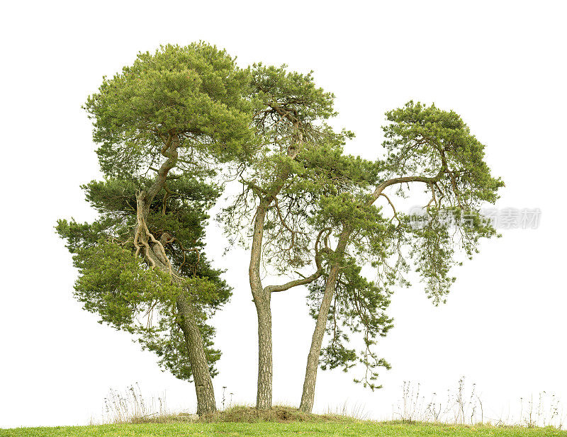 孤立在白色上的三个苏格兰松(sylvestris Pinus)的群。